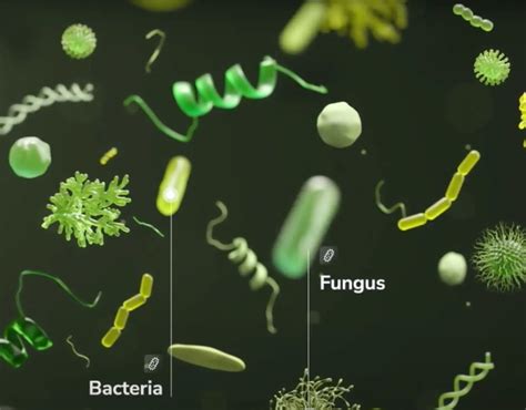 Algae Bacteria