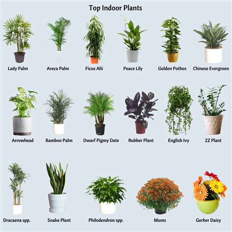 Best Indoor Plants For Rooms
