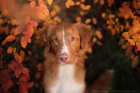 Image result for Dog Using Computer Meme