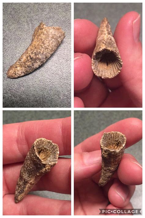 Horn coral fossil I’ve had for a while! One of my favorite pieces of my ...