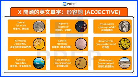 X 開頭的英文單字整理：150+ 詞彙分類、音標例句＋練習題（含答案）