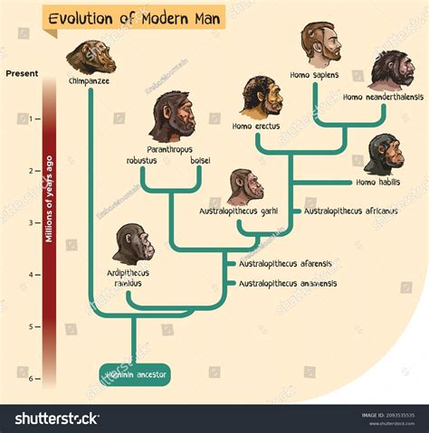 Evolution 的图像结果