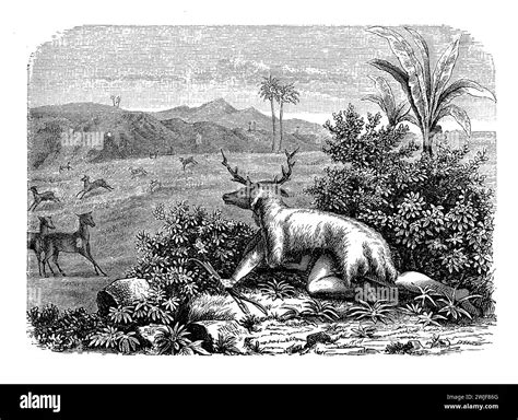 Hunter with a deer camouflage of head and animal skin chasing his preys in a tropical landscape ...
