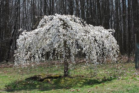 Cherry Weeping Willow