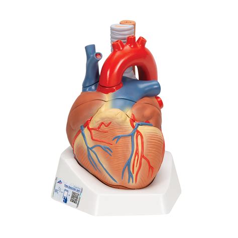 Anatomical Heart Model - Anatomy of the Heart - 7-Part Heart Model