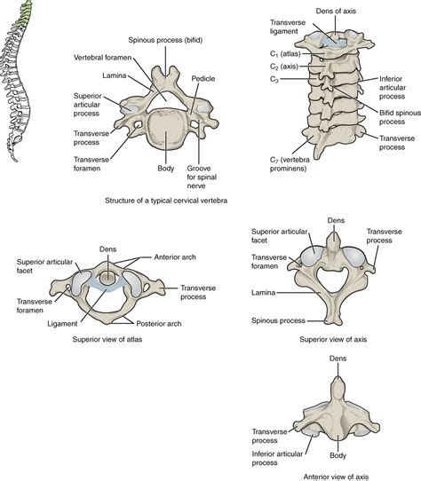 The Vertebral Column · Anatomy and Physiology