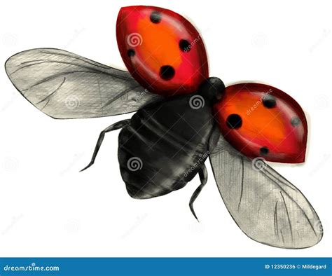 Image result for Ladybug Insect Flying