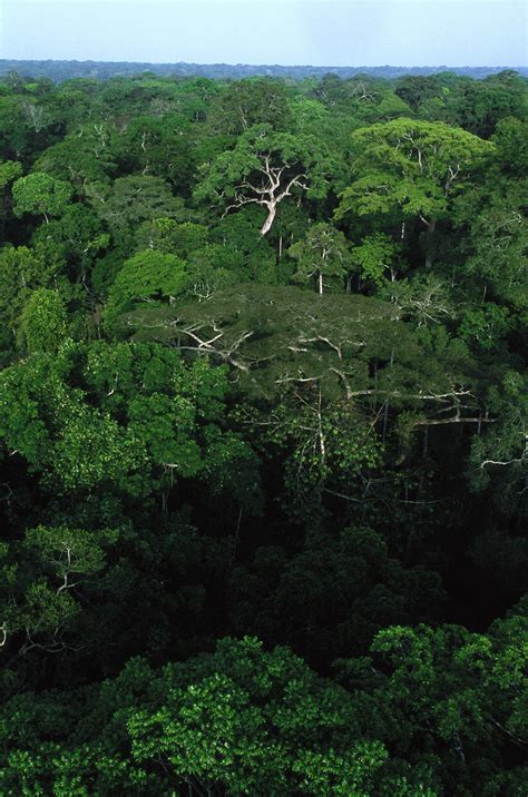 Rainforest 的图像结果