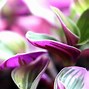 Image result for Best Place to Plant Wandering Jew