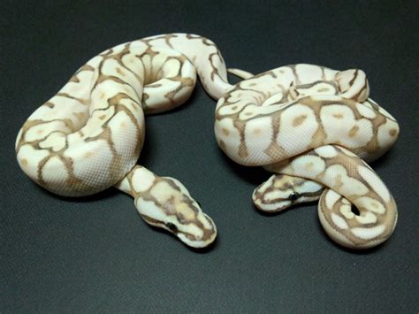 Image result for Lesser Spider Ball Python