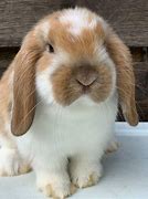 Image result for Cute Holland Lop Bunnies