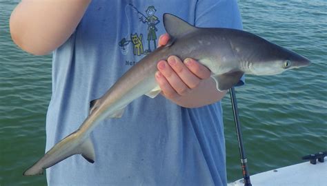 Baby Atlantic Sharpnose Shark