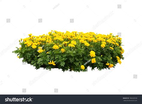 Bush With Yellow