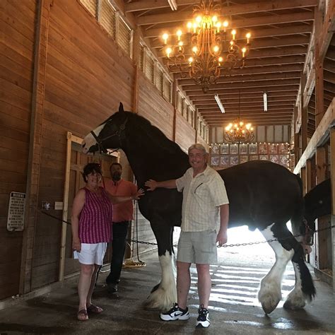CLYDESDALE (2026) All You Need to Know BEFORE You Go (with Photos ...