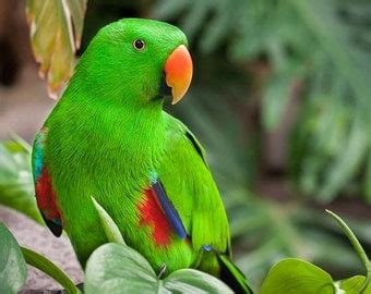 Image result for Parrot Search Algorithm