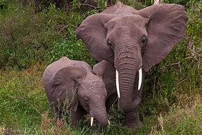 Image result for Mom and Baby Elephant Wallpaper