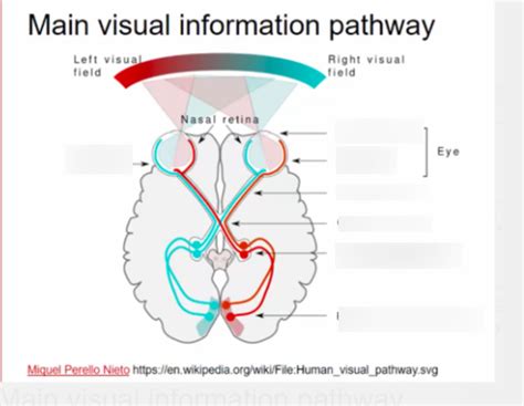 Image result for Processing of Visual Information Pathway