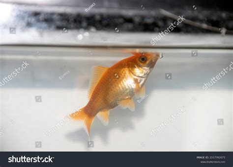 Domestic Goldfish Aquarium Stock Photo 2217762071 | Shutterstock