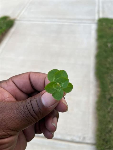 THis is a 6 leaf clover found in my front yard. 1 in 312,500 The same ...