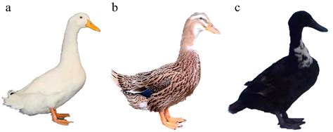 The Vital Role of Ducks in Ecosystems: Guardians of Wetlands | BULB