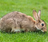 Image result for Wild Rabbit Colours