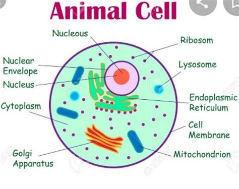 draw a neat and clean digram of animal cell - Brainly.in