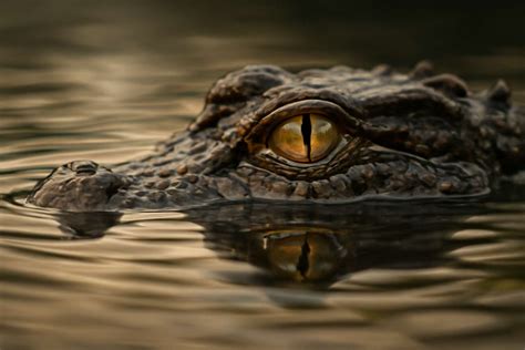 Unveiling the Hidden Meaning Behind Crocodile Tears Lyrics That Will ...