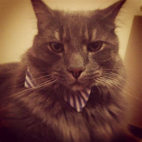 Cat With Bow Tie