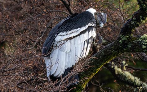 Andean Condor Size