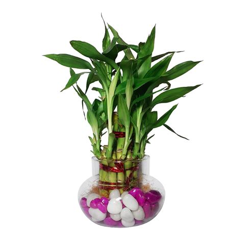Green Fills Two Layer Bamboo Plant in Handi Vase with Pink & White ...