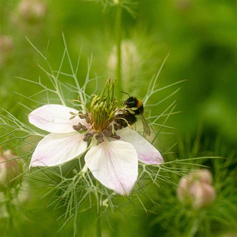Download wallpaper 2780x2780 flower, bee, petals, macro ipad air, ipad ...