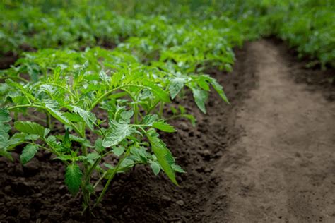 Tomatoes are Flowering But No Fruit? Here’s How to Fix – AllThatGrows