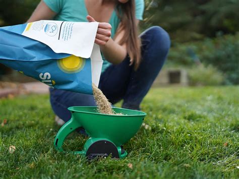 Best Grass Seed To Plant In Winter at Tia Thomas blog