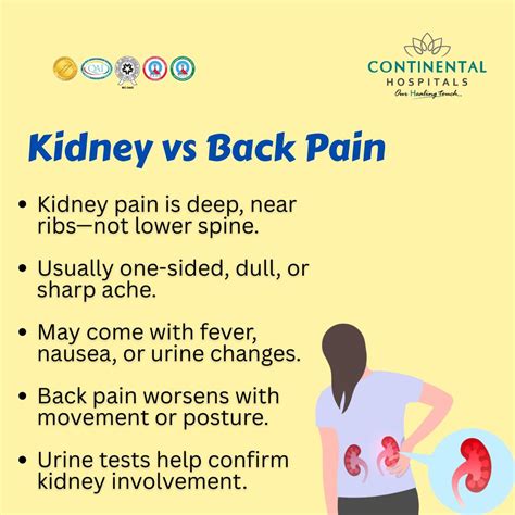 Kidney Pain or Back Pain? 7 Signs to Help You Tell the Difference