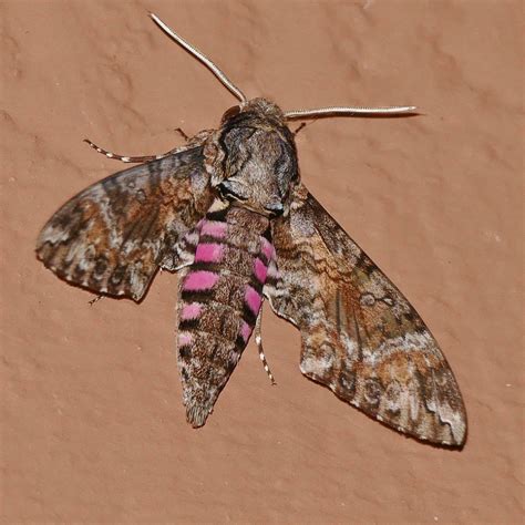 Pink Spotted Hawk Moth