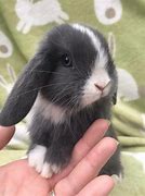 Image result for Funny Baby Bunnies