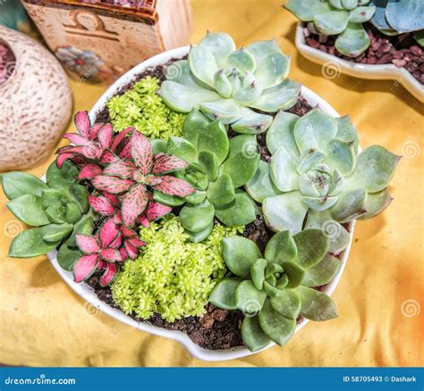 Miniature succulent plants stock image. Image of nature - 58705493