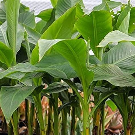 Granil Banana Fruit Live Plant (Home & Garden) – Hug A Plant