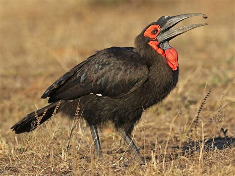 Southern Ground-Hornbill - eBird
