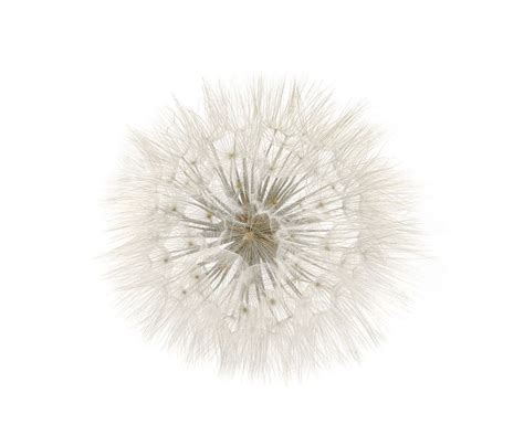 White Dandelion Wall Art
