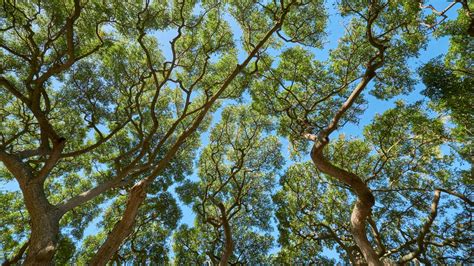 Wallpaper trees, branches, leaves, trunks, sky, nature hd, picture, image