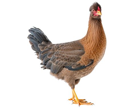 Chickens Facts — Hungry Gardens