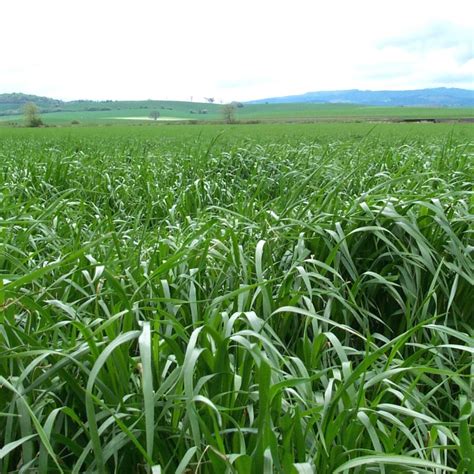 Discover the Power of Annual Ryegrass | Cover Crops | GO Seed