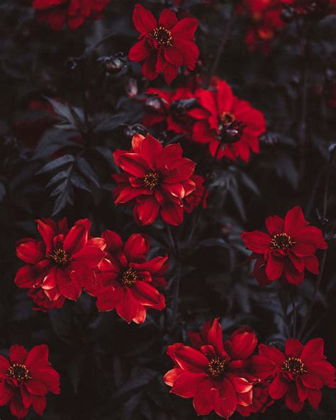 Download A Bunch Of Red Flowers Wallpaper | Wallpapers.com