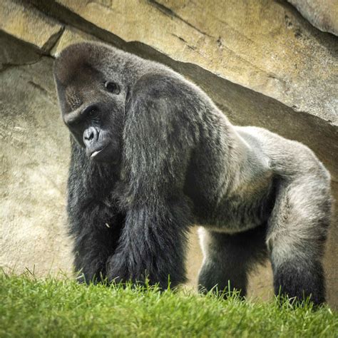 Silverback Lowland Gorilla