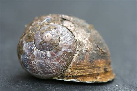 Image result for Pull Shell Off Snail