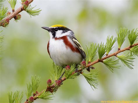 AMBIL SEKARANG