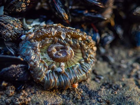 A Walk on the Bottom of the Ocean: King Tides in California - Travellizy