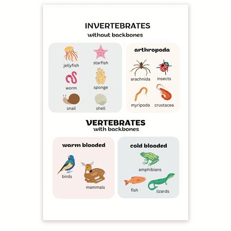 Vertebrates Invertebrates Invertebrates And Vertebrates Its