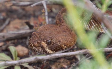 10 Facts About The Red Diamond Rattlesnake - Snake Radar